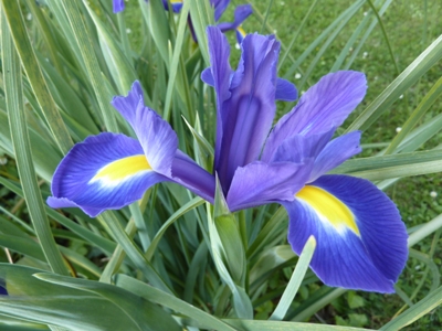 iris du jardin